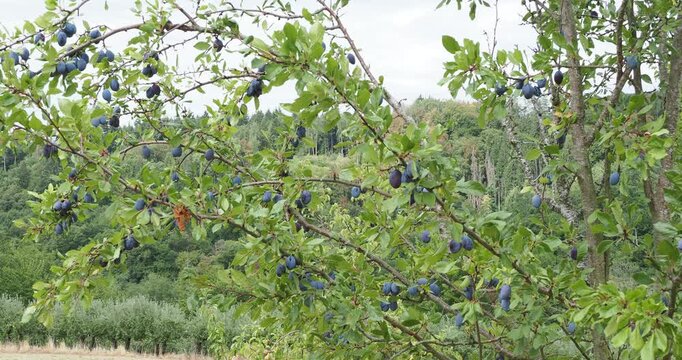 Prunus domestica - Plum tree branches heavily laden with blue-violet fruits or plums in green foliage swaying gently in the wind
