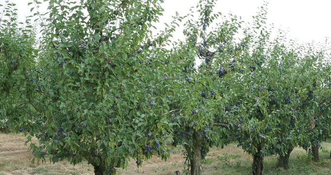 (Prunus domestica) Plum trees, planted in rows, cultivated in an orchard, with branches covered in dense foliage and heavily laden with clusters of dark blue oval plums
