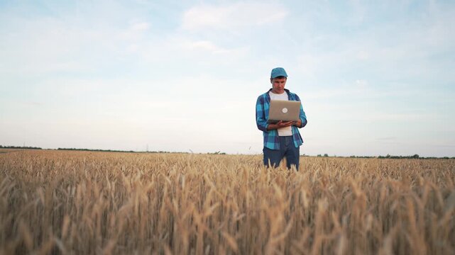 Young farmer in blue plaid shirt and cap uses laptop while standing in golden ripe wheat field. Man analyzes crop data for smart farming and precision agriculture management under a cloudy sky.