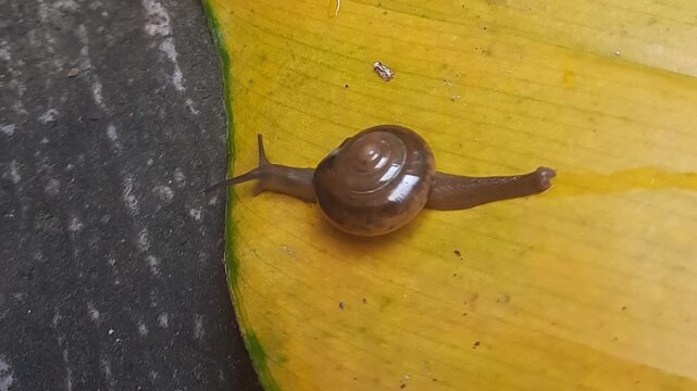 Close up of a small snail crawling slowly on a vibrant yellow banana leaf in the garden.