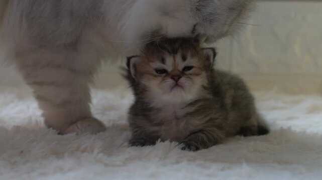Adorable newborn golden british shorthair kitten being licked and nuzzled by its mother.
