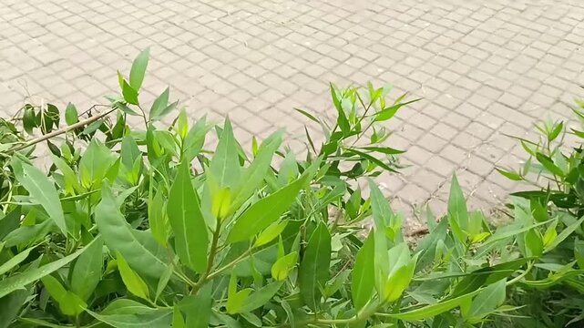 Fresh green leafy bushes blowing gently in the wind with a patterned paved brick walkway path in the blurred background