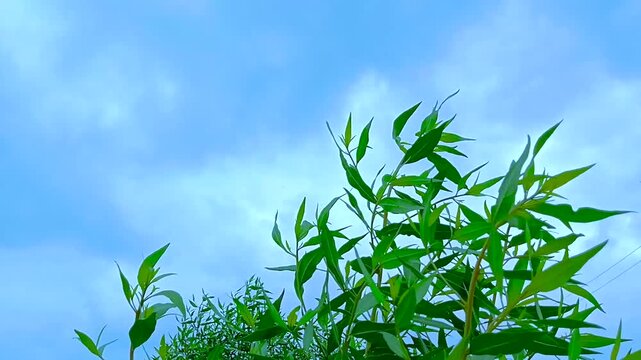 Green willow tree leaves swaying in the gentle breeze against a beautiful blue cloudy sky background in nature summer time