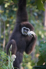 Fototapeta premium White-handed gibbon (Lar gibbon)