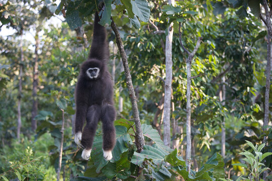 White-handed gibbon (Lar gibbon)