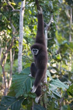 White-handed gibbon (Lar gibbon)