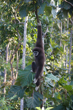 White-handed gibbon (Lar gibbon)