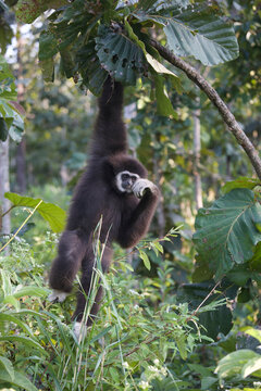White-handed gibbon (Lar gibbon)
