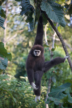 White-handed gibbon (Lar gibbon)