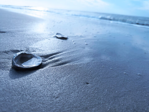 SC MB Clam Shell at Sunrise Blue 2026