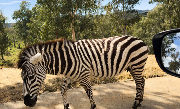  Zebras in the zoo looking at the open windows of cars asking to feed them