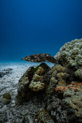 Broadclub cuttlefish hovering over a hard coral reef on a sandy sea floor. © PIPE DIVE UNDERWATER