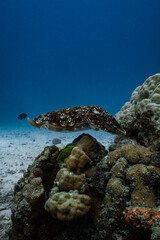 Broadclub cuttlefish hovering over a hard coral reef on a sandy sea floor. © PIPE DIVE UNDERWATER