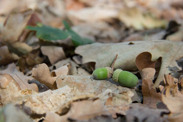 Green acorns lying on dry oak leaves in autumn forest © Gabriella