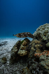 Broadclub cuttlefish hovering over a hard coral reef on a sandy sea floor. © PIPE DIVE UNDERWATER