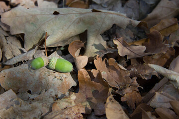 Green acorns lying on dry oak leaves in autumn forest © Gabriella