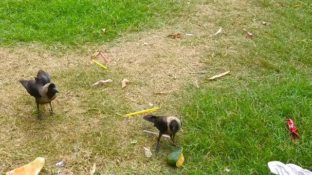 Two black and grey house crows foraging and eating discarded food scraps on a green grassy lawn in an outdoor public park