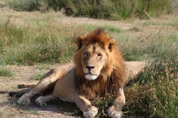Male lion lying in grass. © Kristine