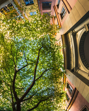 Sunlit tree canopy framed by an ornate archway and colorful facades in a historic Berlin courtyard