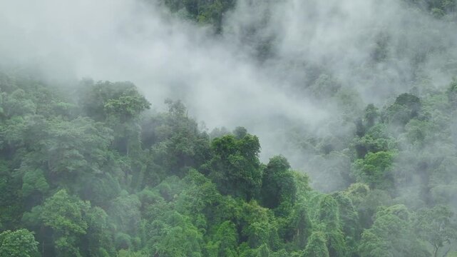 Misty Tropical Forest Hills in Morning Light