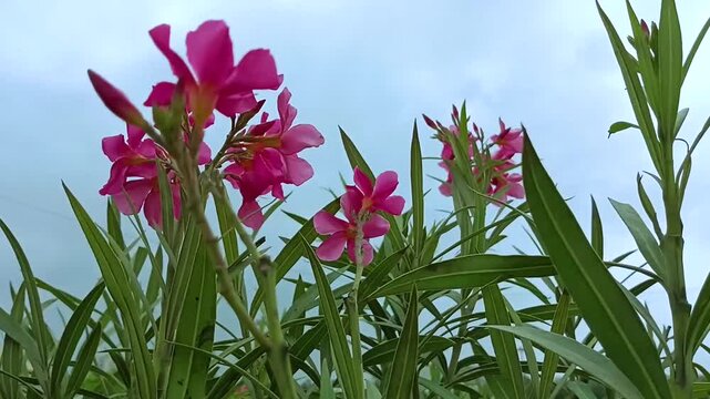 Beautiful low angle shot of bright pink oleander blossoms moving in the gentle wind with a clear bright blue sky backdrop