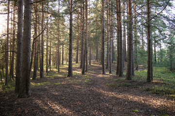 Fototapeta premium Walking on path through summer forest with rows of pines standing tall among trail. Footpath in woodland with fallen pine cones. Ecotourism. 