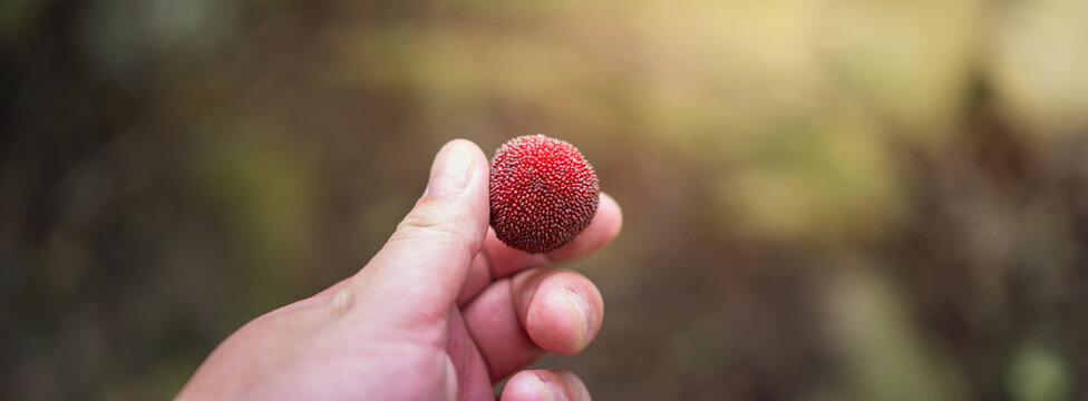 fresh hand picked red bayberry summer seasonal fruit display in grain in ear period