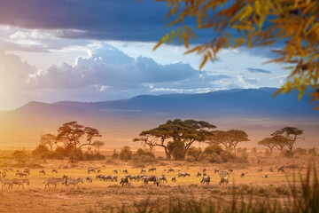 Wildlife safari, African savanna with zebras and wildebeest grazing across open plains under acacia trees and dramatic sunset clouds © Grispb