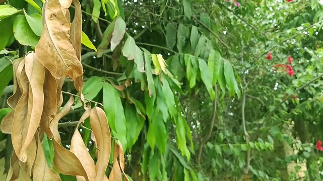 Contrast of dry brown dead leaves hanging right alongside healthy vibrant green foliage on a tree branch swaying in breeze
