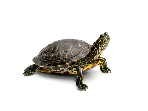 Close-up portrait of a detailed painted turtle basking on white background for wildlife education