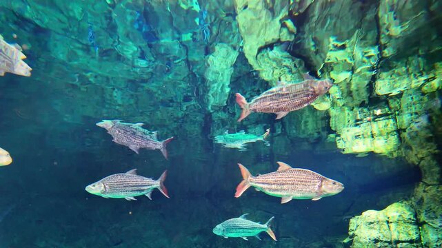 Underwater view of African Tigerfish, Hydrocynus vittatus, swimming just below the surface of the water.