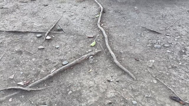 n Tree roots growing above dry dusty ground background