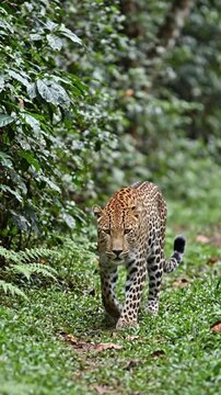 tiger in zoo