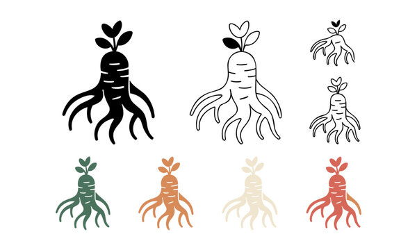 Ginseng root botanical collection vector set with medicine botanical wellness alternative