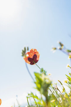 Blooming poppy in backlight, space for text, selective focus