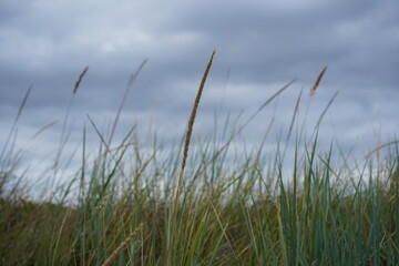 Obraz premium Gewöhnlicher Strandhafer (Ammophila arenaria) auf einer Düne an der Ostsee als natürlicher Küstenschutz