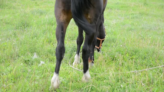 A dark brown horse with an almost black coat grazes peacefully in tall green grass on a natural meadow. 