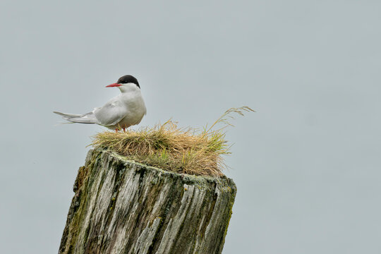 Arctic tern (Sterna paradisaea)