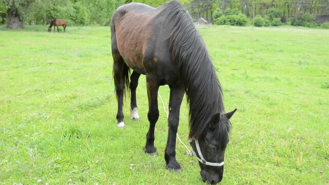 A dark brown horse with an almost black coat grazes peacefully in tall green grass on a natural meadow. 