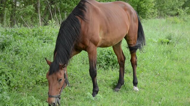 A dark brown horse with an almost black coat grazes peacefully in tall green grass on a natural meadow. 