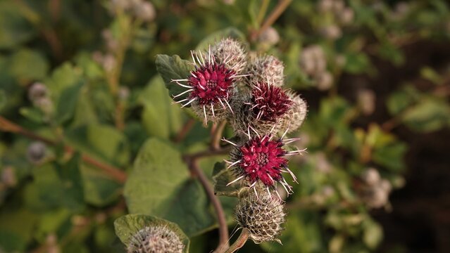 Kwitnący łopian o charakterystycznych purpurowych kwiatostanach otoczonych haczykowatymi wypustkami. Roślina rośnie dziko w otoczeniu zielonych liści i innych pąk&oacute;w.