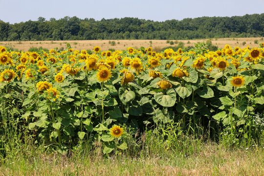 Blooming sunflower field stretches under the bright summer sun in front of a dense green forest belt. Large yellow flower heads ripen gradually against a picturesque countryside landscape. 
