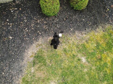 black and white goldendoodle