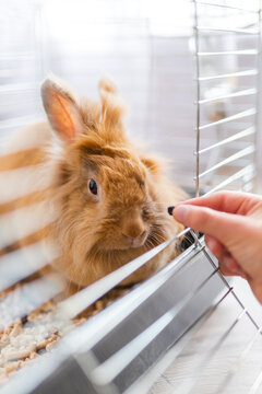 Fluffy brown rabbit in a cage receiving food from a hand close up for pet care background and small pet adoption banner