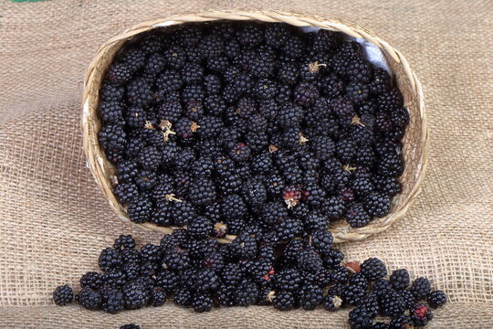 Fresh ripe blackberries spilling out of a woven basket onto a rustic burlap cloth