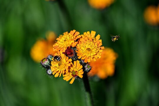 R&ouml;tliches Mausohrhabichtskraut  mit abfliegender Wildbiene