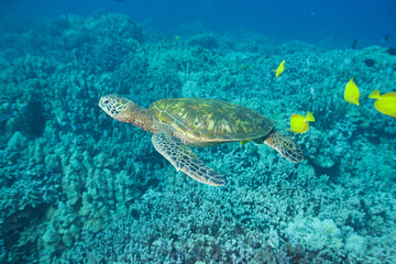 Green sea turtle swimming past a coral reef followed by tangs © willtu