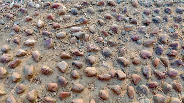 Pebble stone pavement background texture
