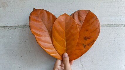 A hand holding three dried jackfruit leaves against a concrete wall background. Nature concept. © Lia Khairun