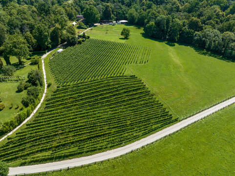 Aerial view of a lush green vineyard with neatly arranged vine rows, surrounded by rolling hills, dense forest, and a winding country road in Origlio, Ticino, Switzerland.